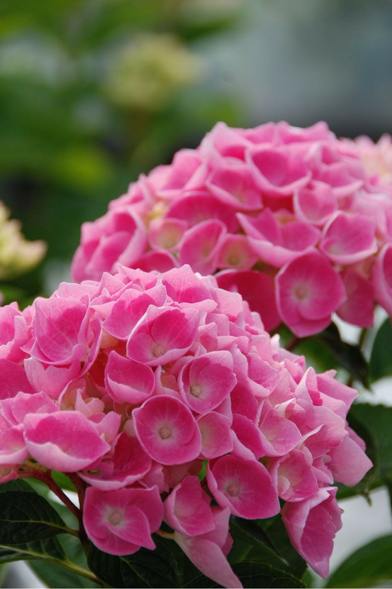 Hortensia 'ankong ? Pink' - en pot de 5 litres
