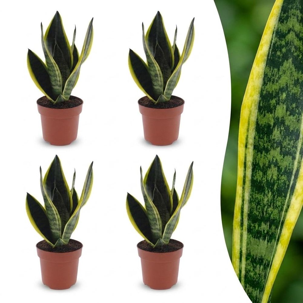 Sansevieria futura superba - langue de belle-mère - pot de 12cm