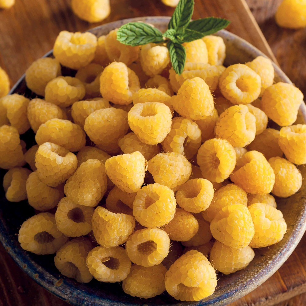 Framboisier remontant fallgold - le pot / 2l / hauteur livrée 40-50cm