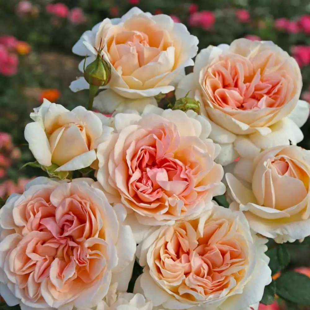 Rosier hybride bicolore rose grande duchesse louise très parfumé - racines nues