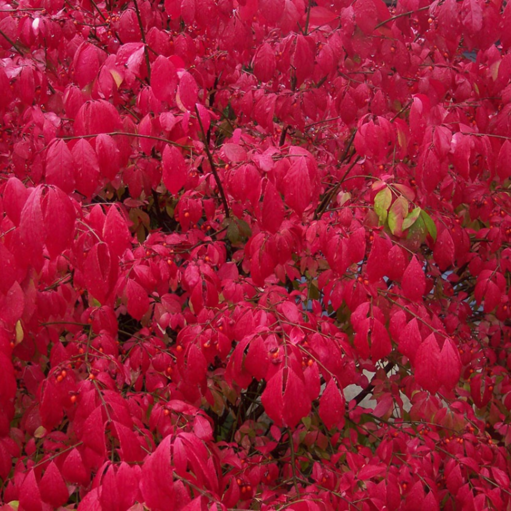 Fusain ailé - euonymus alatus 40cm