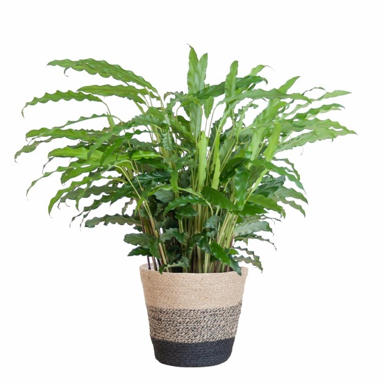 Calathea rufibarba et son pot panier multicolor - hauteur 55cm
