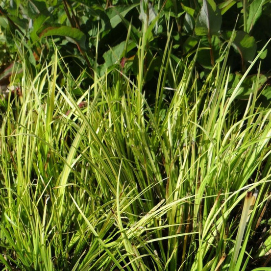 Acore gramineus ogon lot de 5 godets