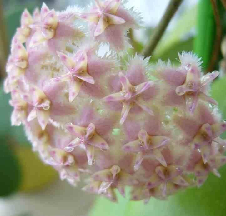 Hoya erythrostemma rose (fleur de porcelaine, fleur de cire)   rose - taille pot de 2 litres - 20/40 cm