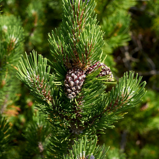 Pin klostergrün - pinus mugo klostergrün 30/35cm pot 11l