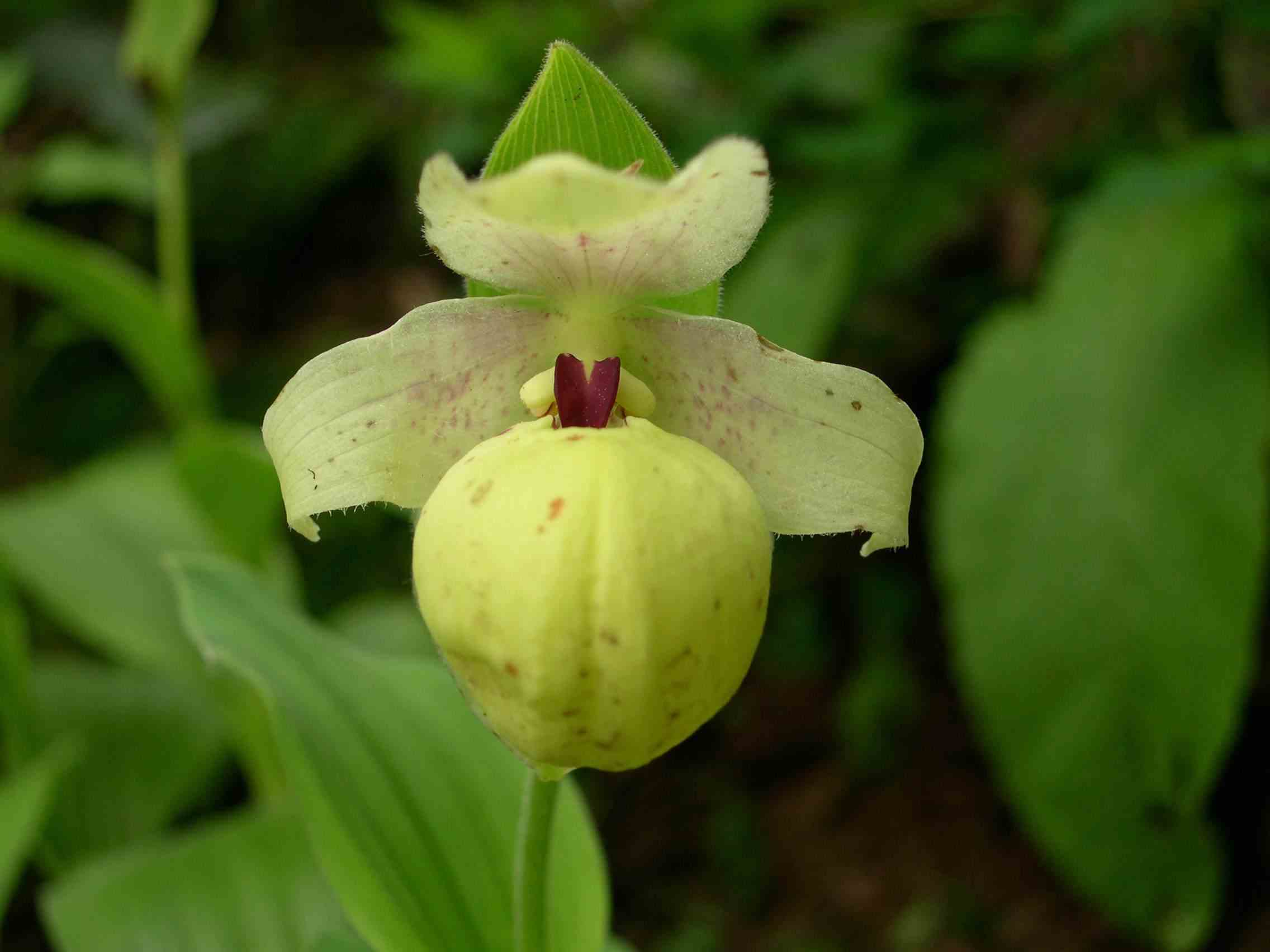 Cypripedium flavum (orchidées terrestres) taille pot de 1 litre - 0/80 cm