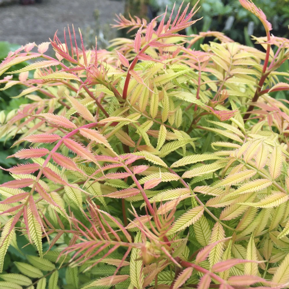 Sorbaire à feuilles de sorbier 'sem', sorbaria pot de 7,5l - 40/60 cm