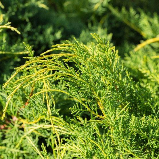 Genévrier sabine tamariscifolia - juniperus sabina tamariscifolia 30/35cm pot 3l