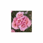 Rosier buisson rose 'Botticelli®' Meisylpho : en motte