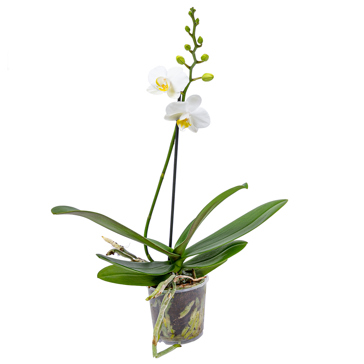 Orchidée - phalaenopsis blanc par unité - plante d’intérieur en pot de culture ⌀9 cm - ↕40 cm