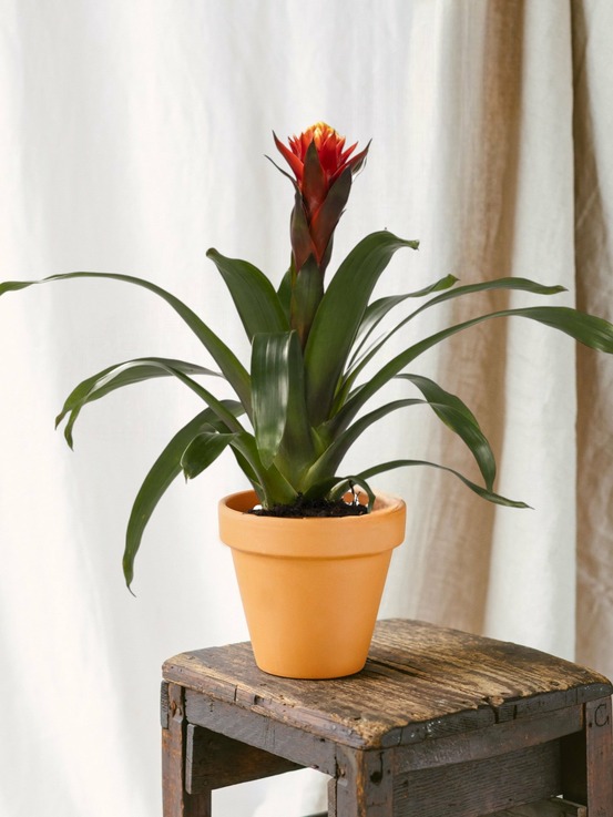 Guzmania happiness 45cm - plante d'intérieur
