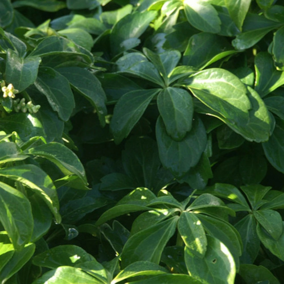 Pachysandre du japon green carpet godet - 5/20 cm