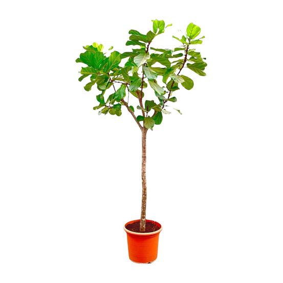 Ficus lyrata - plantes d'intérieur