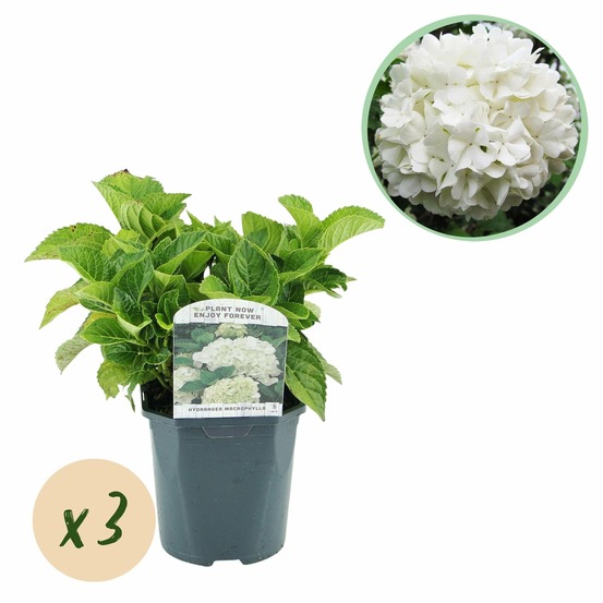 Hortensia blanc – lot de 3 – pot 17 cm – hauteur 30 cm