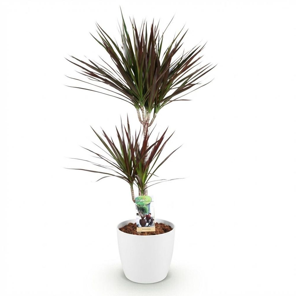 Dracaena magenta