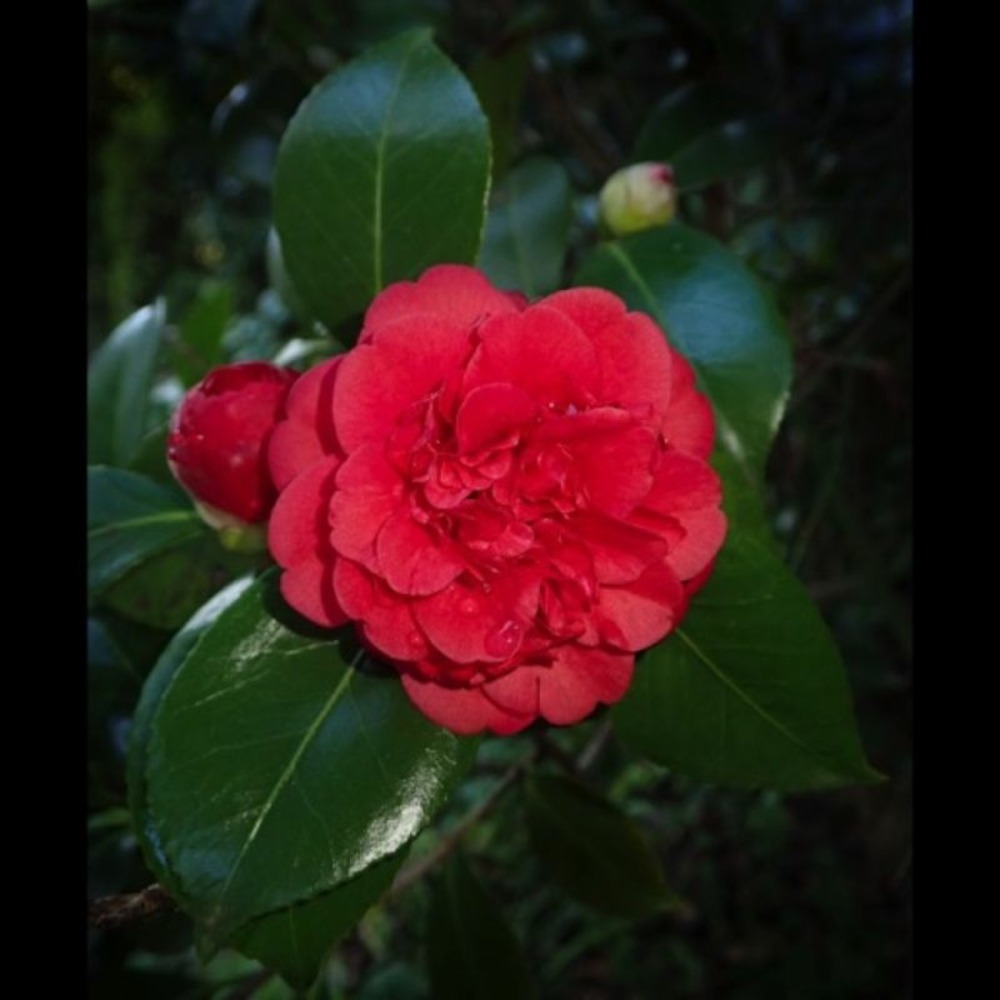 Camélia du japon 'kramer's supreme' (camellia japonica 'kramer's supreme')