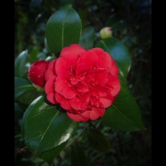 Camélia du japon 'kramer's supreme' (camellia japonica 'kramer's supreme')