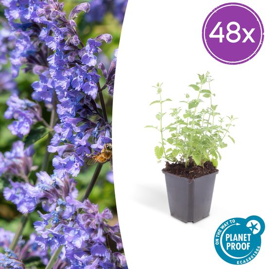 Lot de 48 - nepeta 'six hills giant' - h10-25 cm