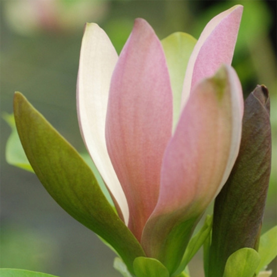 Magnolia brooklynensis eva maria pot de 4l/5l