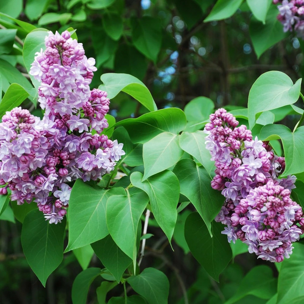 Lilas commun nadezhda, syringa pot de 4l - 60/100 cm