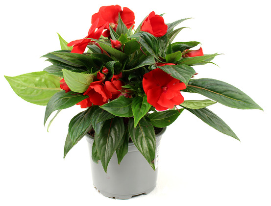 Impatiens nouvelle guinee pot 10,5 cm