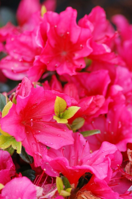 Azalée du japon 'arabesk' - en pot de 3 litres