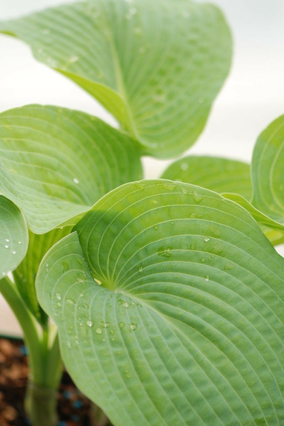 Hosta elegans' - en pot de 1,3 litres