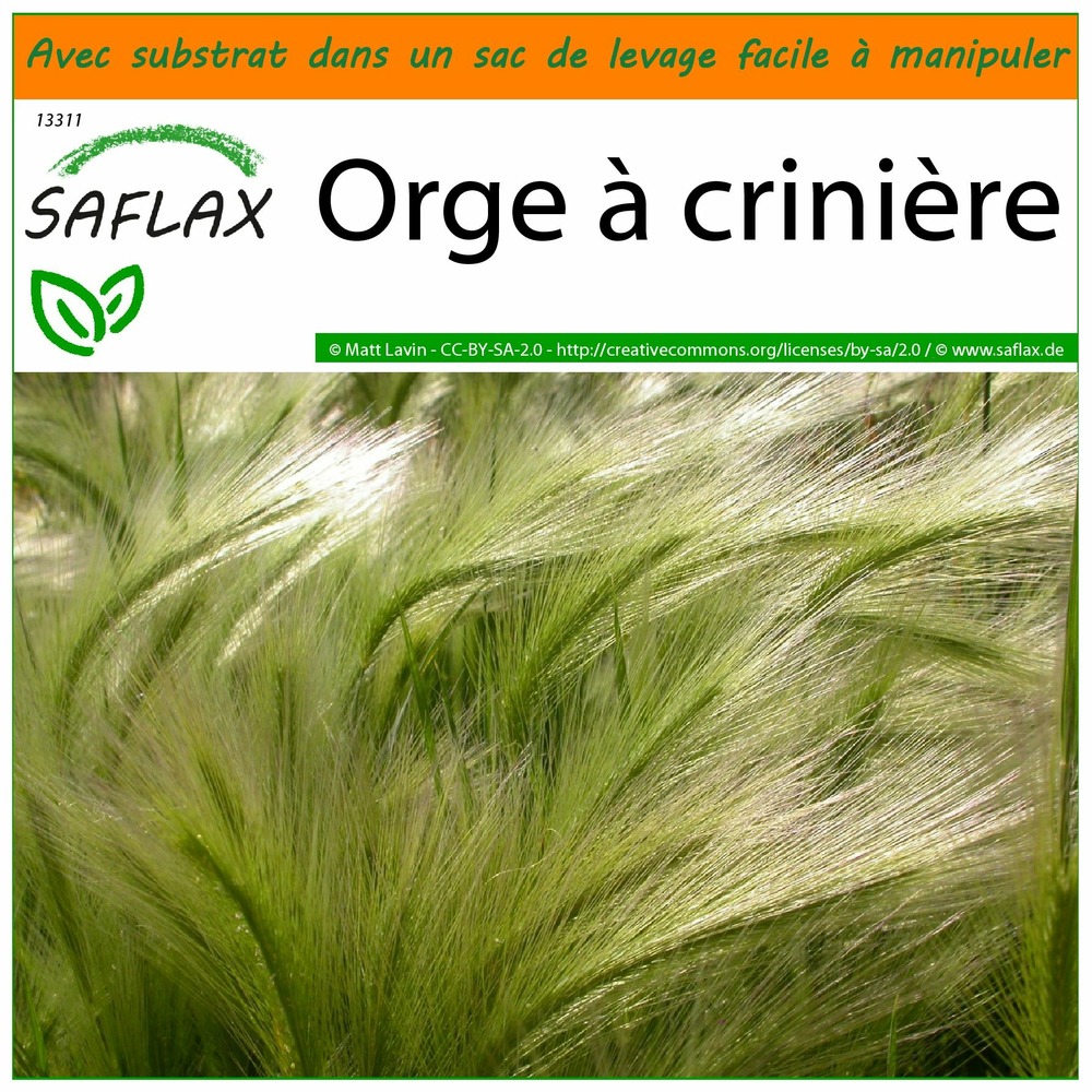 Garden in the bag - orge à crinière - 70 graines - hordeum jubatum