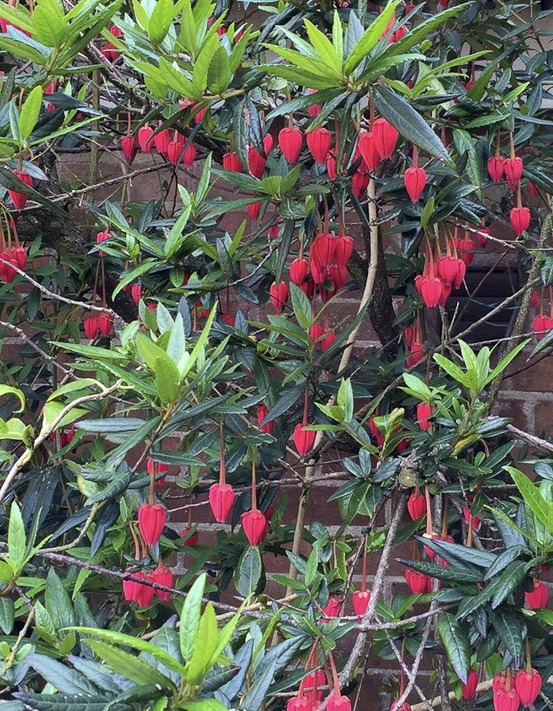 Arbre aux lanternes pot de 4l/5l