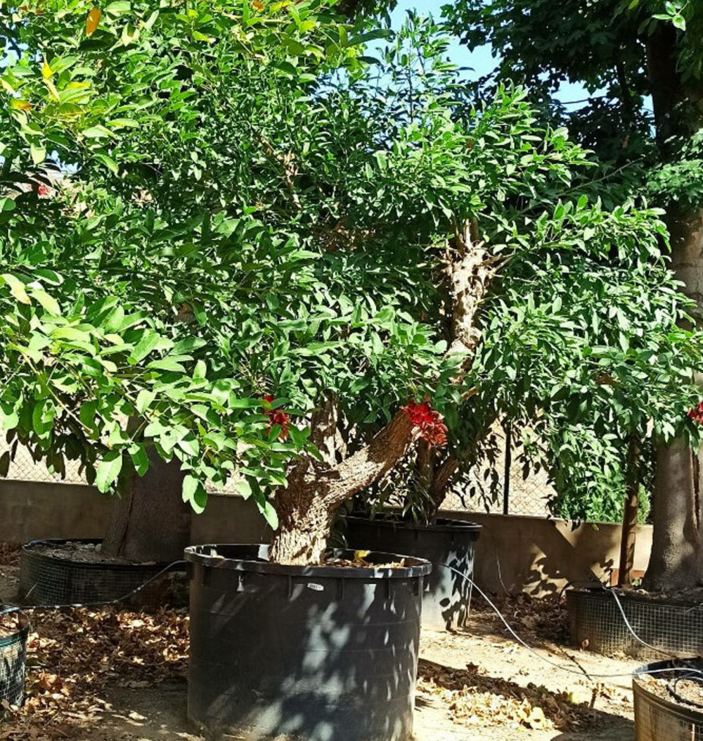 Erythrina crista-galli specimen pot 750l - 200-250 cm. Per. 060/070 cm.
