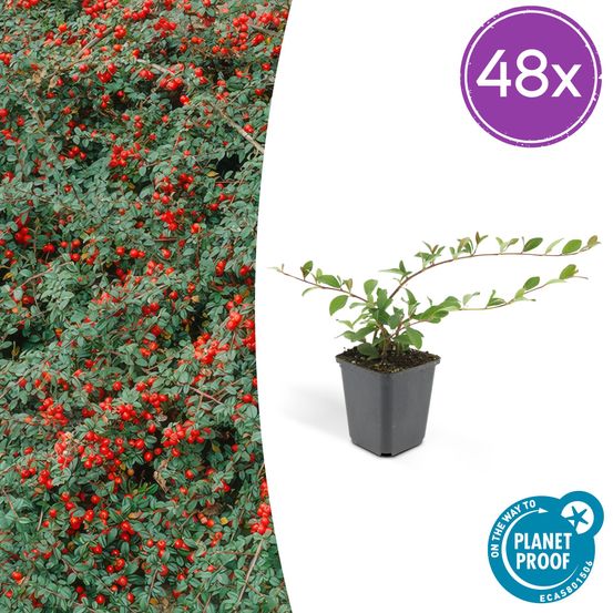 Lot de 48 - cotoneaster dammeri - h10-25 cm