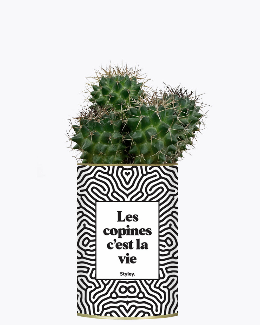 Plante drôle - les copines c'est la vie - plante