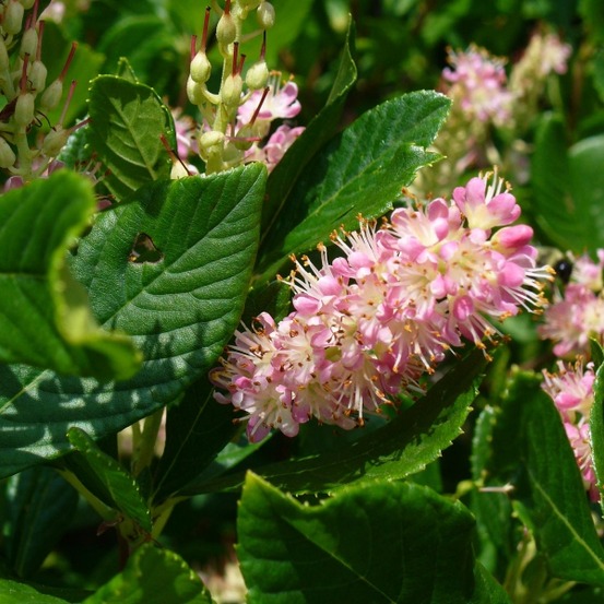Clethra alnifolia 'ruby spice' pot de 3l/4l