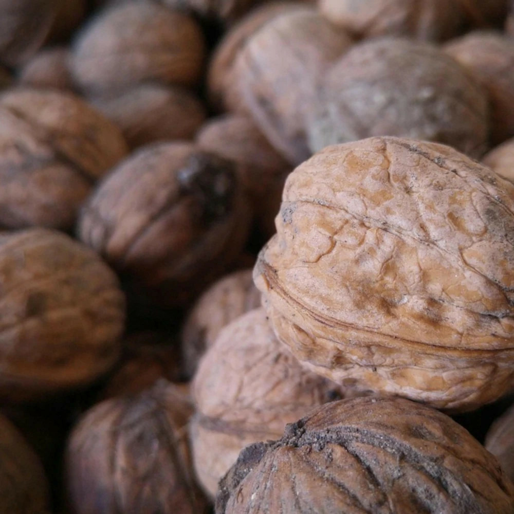 Noyer fernor pot de 15l - baliveau