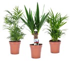 Mini palmiers - mélange de 3 - pot 12cm - hauteur 30-40cm