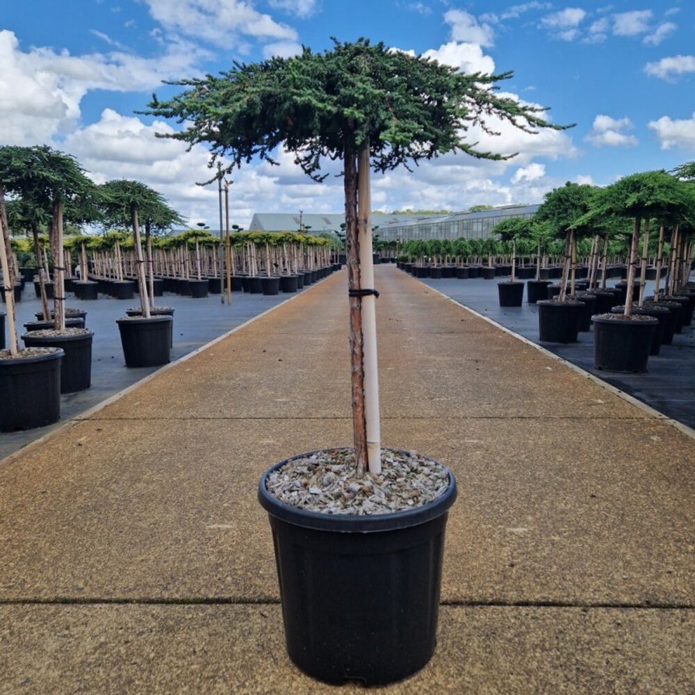 Genévrier commun 'zeal' pot 15l 70cm - juniperus communis zeal