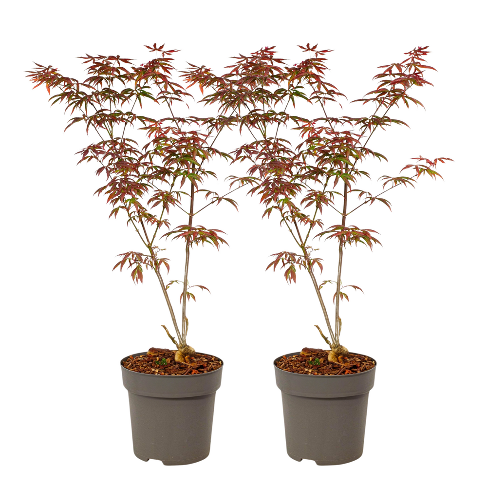 Érable du japon - set de 2 - acer palmatum 'starfish' - hauteur 60-70cm - ⌀19cm