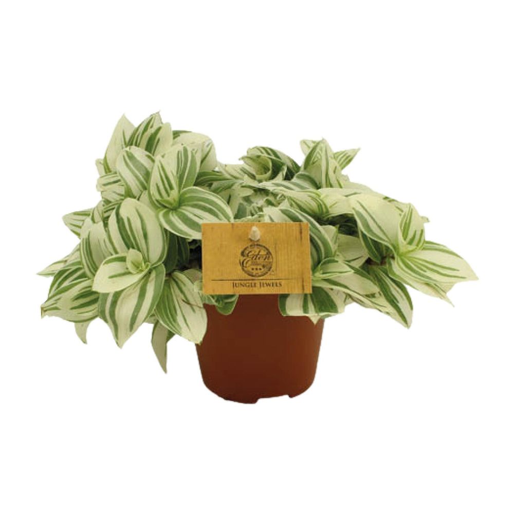 Tradescantia brightness - ø12 ↕20 - plantes d'intérieur