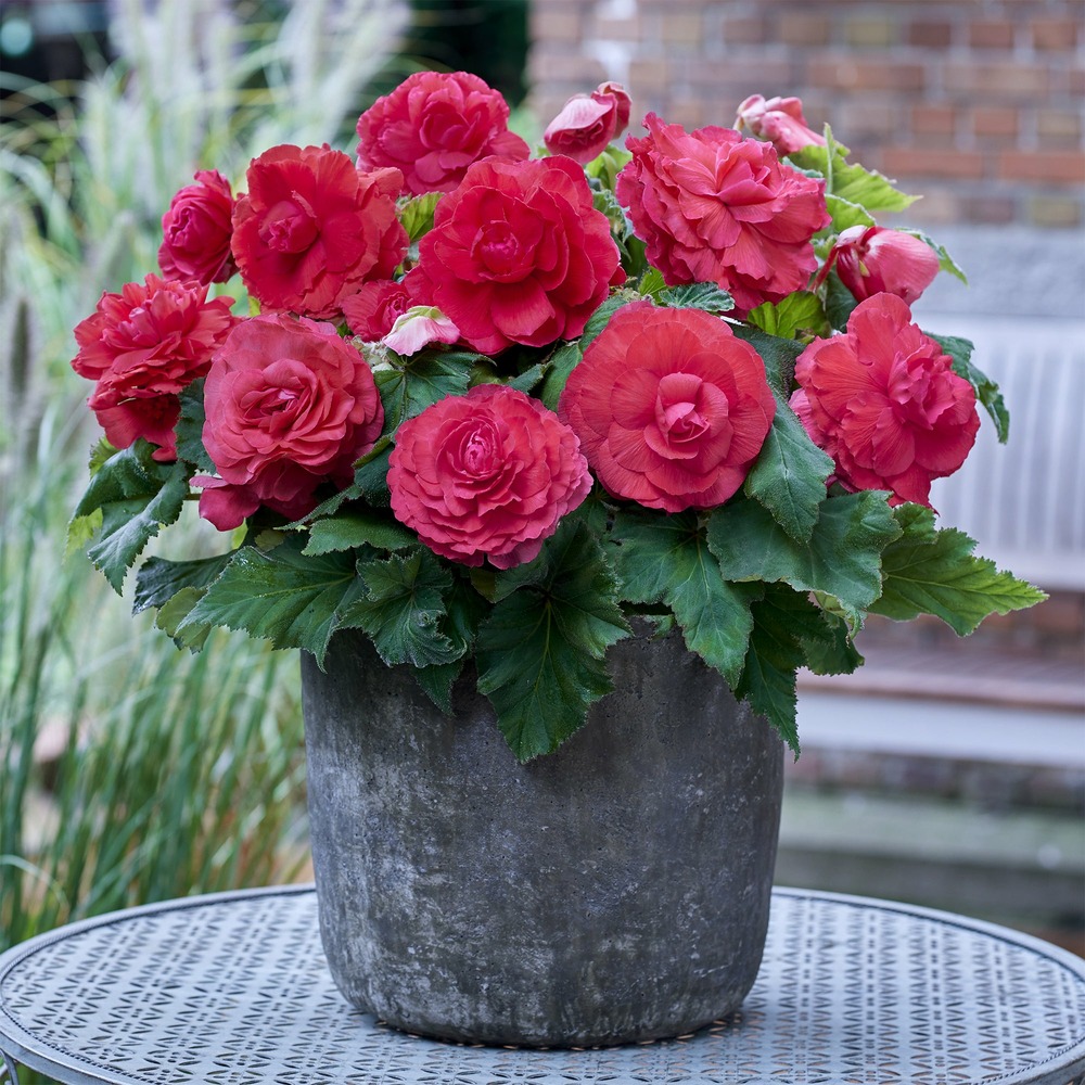 5 bégonias doubles roses - le sachet de 5 bulbes / circonference 4-5cm, vendu par lot de 4