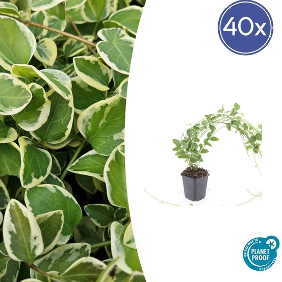 Grande pervenche 'variegata' x40 – entre 2,5 et 3,33m2