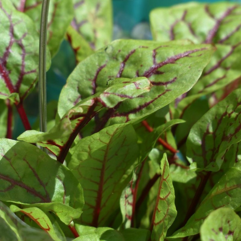 Oseille des montagnes (rumex alpestris)