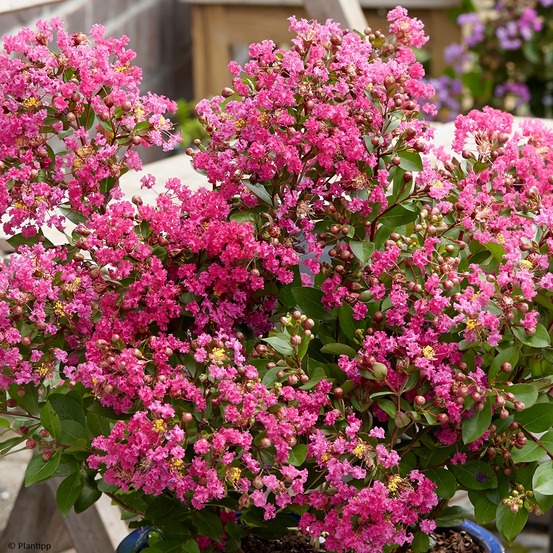 Lilas des indes 'kiss with love' pot de 7,5l/10l, tige de 60 cm