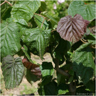 Corylus avellana ' red majestic ' ®  : h 4/60 : ctr 5 litres