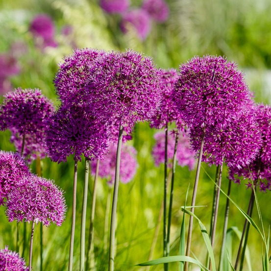 10 alliums purple sensation - le sachet de 10 bulbes / circonférence 12cm+, vendu par lot de 2