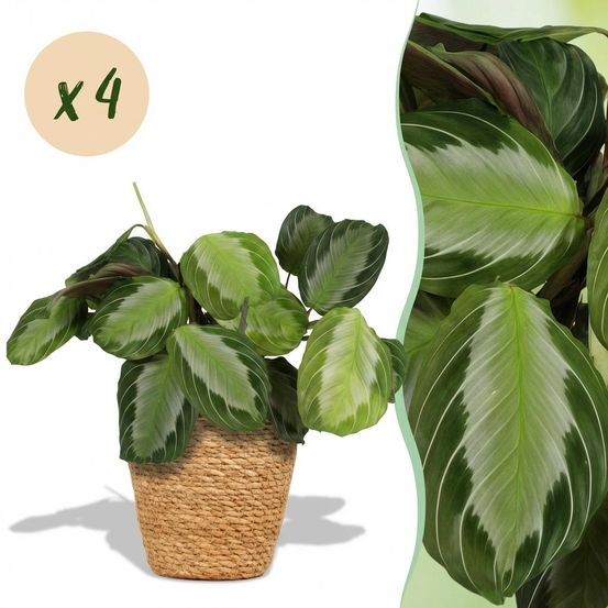 Maranta fascinator silverband - pet-friendly - pot de 12cm - hauteur 25-35cm - plantes d'intérieur
