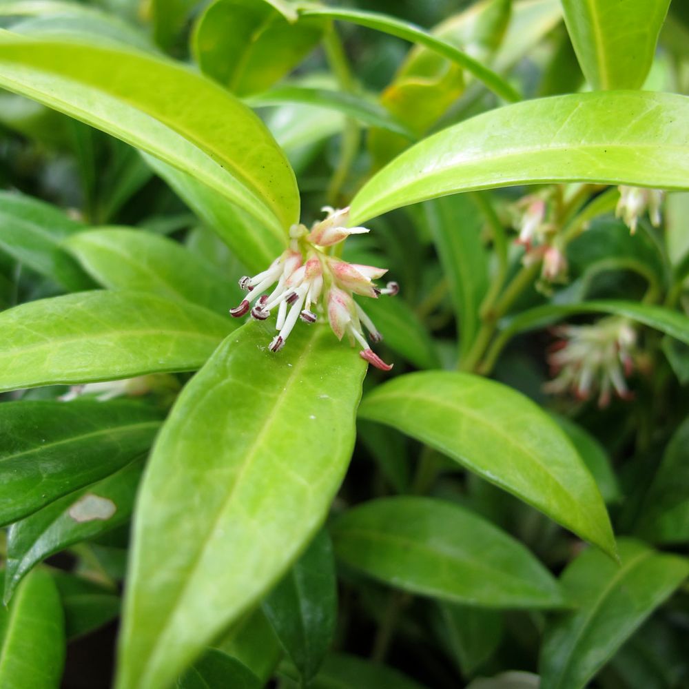 Sarcococca hookeriana 'humilis' pot de 2l/3l