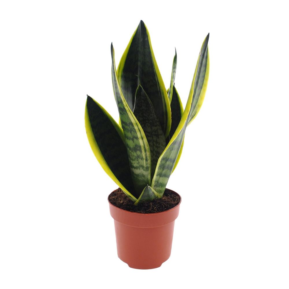 Sansevieria futura superba - ø12cm - ↕30cm - plantes d'intérieur