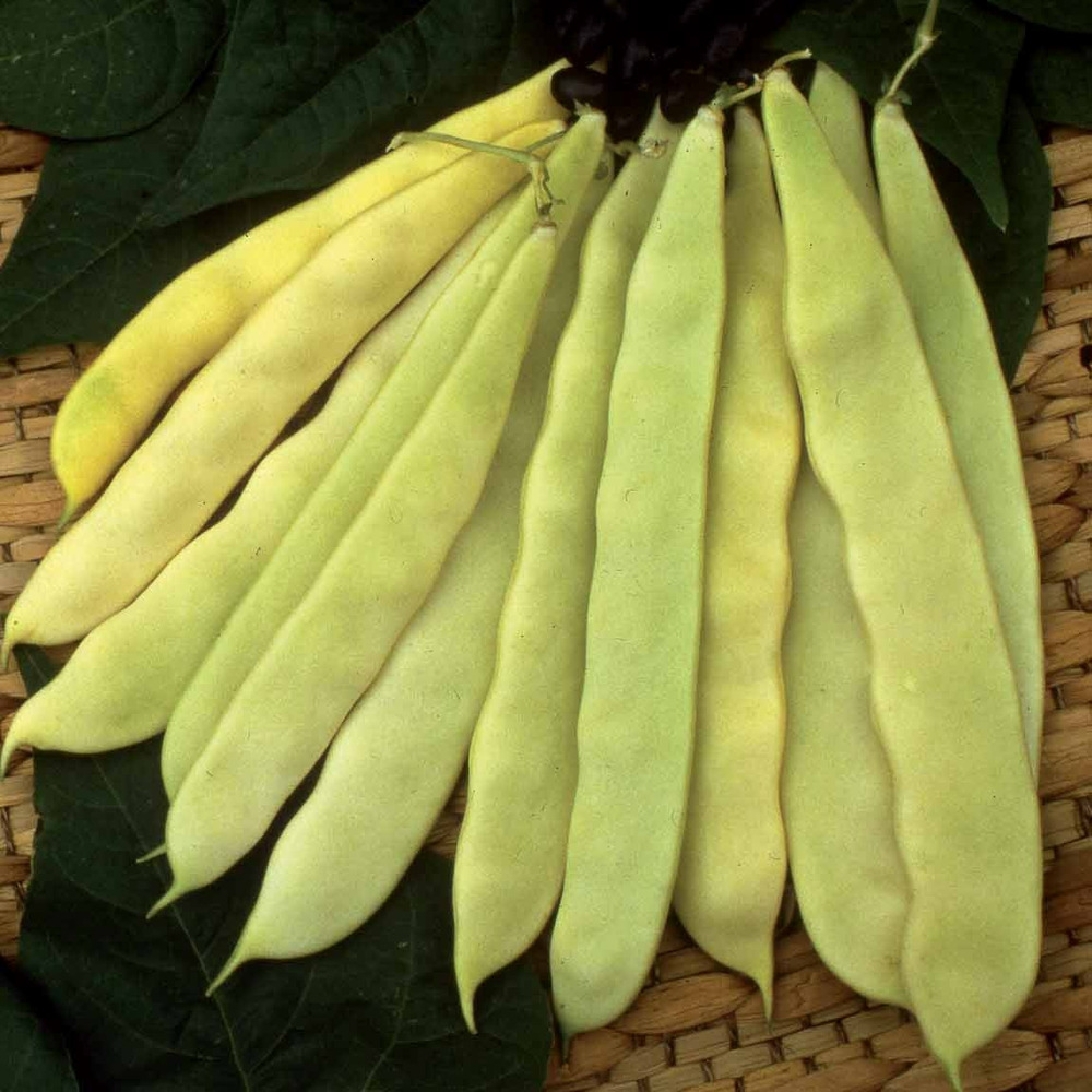 Haricot à rames or du rhin - merveille de venise - le sachet / 100g / ±70 graines