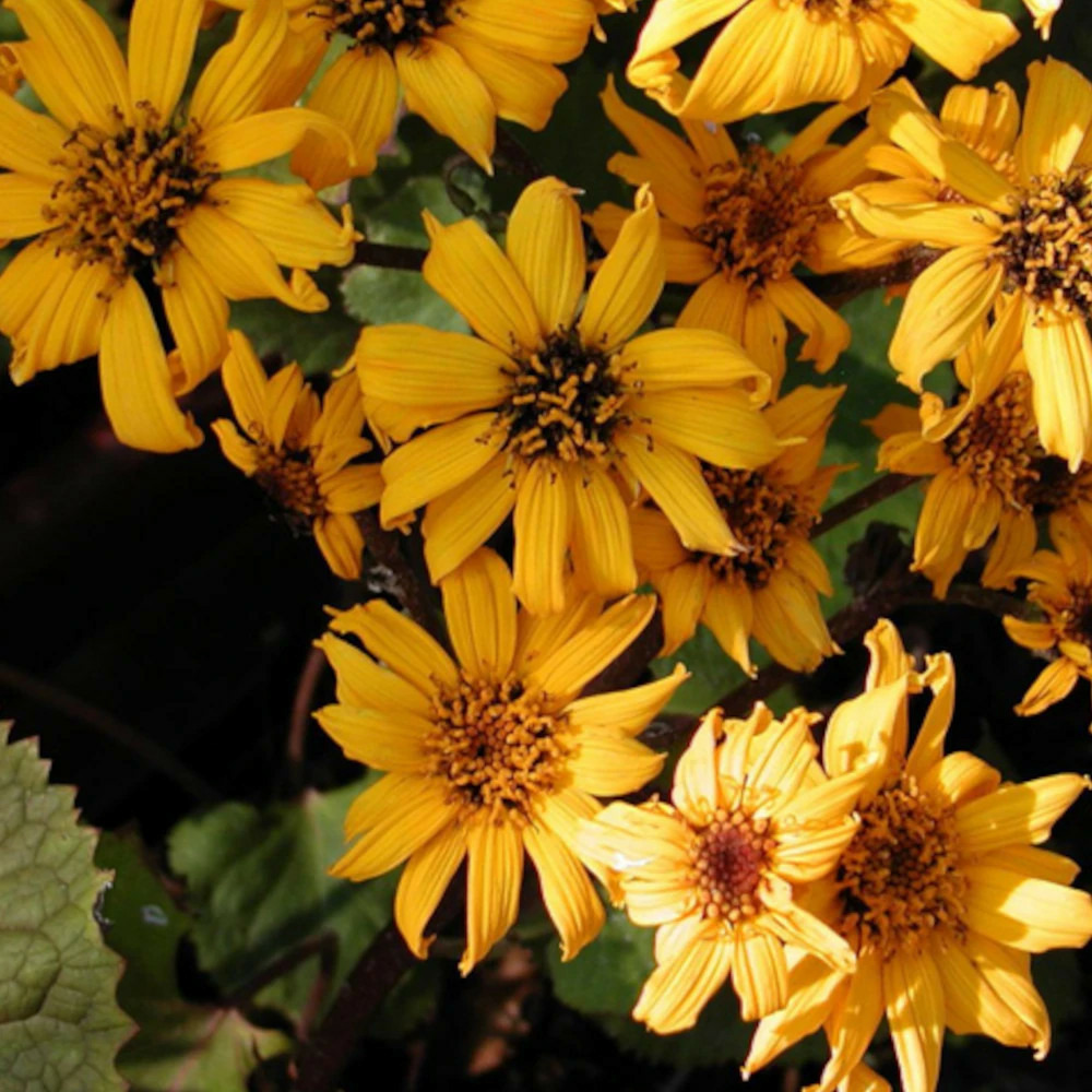 Ligulaire à feuilles dentées desdemona godet - 5/20 cm