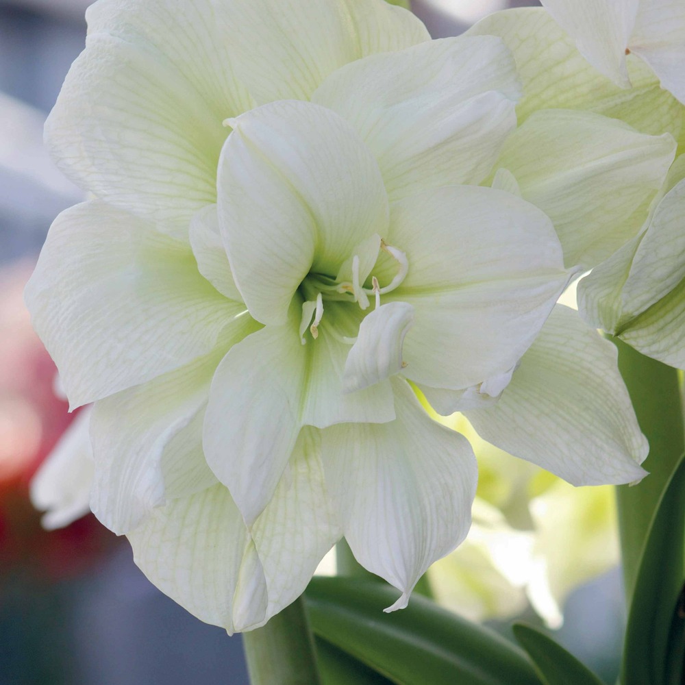 Amaryllis white nymph - le sachet de 1 bulbe / circonférence 26cm+